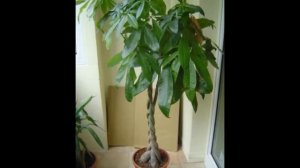 Пахира уход