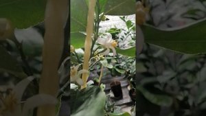 Цветут лимоны.. Зачем опыляем?