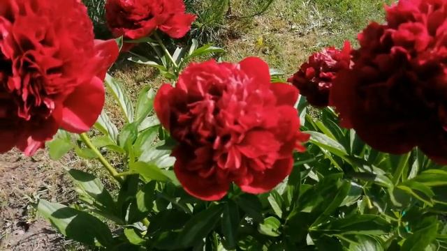 Пион Ред Грейс смотреть онлайн