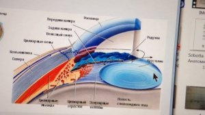 Внутреннее ядро глаза: камеры, хрусталик, стекловидное тело.