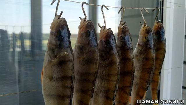 ОКУНЬ ВЯЛЕНЫЙ! РЕЦЕПТ ПРИГОТОВЛЕНИЯ! ДЕГУСТАЦИЯ!