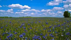 Васильковое платье. Виктор Королев.