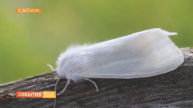 Курскую область атакуют гусеницы американской белой бабочки