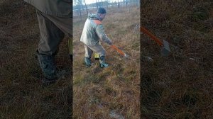 грабли брусника на клюкве.