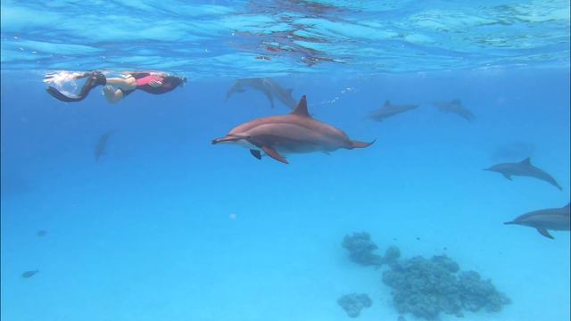 DOLPHINS in the south of the Red Sea. UHD 2.7K смотреть онлайн