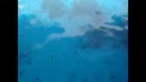 Рыбы Красного моря вид с яхты  Какие рыбки можно увидеть в Красном море