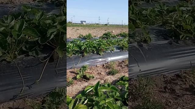 Просто обзор годовалых посадок смотреть онлайн