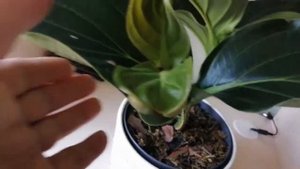 Мединилла после пересадки . ?Часть 2