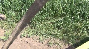 Купил  вентилятор в кабину МТЗ! Первая культивация 2019 день второй!