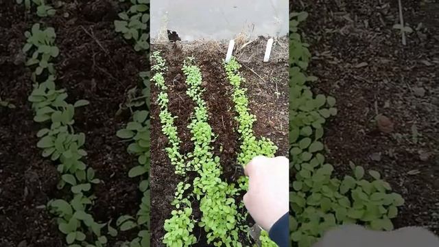 Весенние посадки в теплице. Ранние посадки. Уход за рассадой редиски, салат, руккола, шпинат. смотреть онлайн