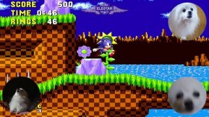 SONIC - 'GREEN HILL ZONE' em CACHORRÊS