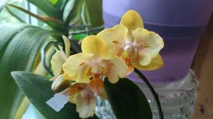 Phal. Taisuco Anna бабочка, Little Gem stripes 5210, Little Emperor 560, Dream diamond бабулетка)