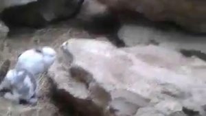 Прикол в зоопарке: Лошадь срёт перед людьми!