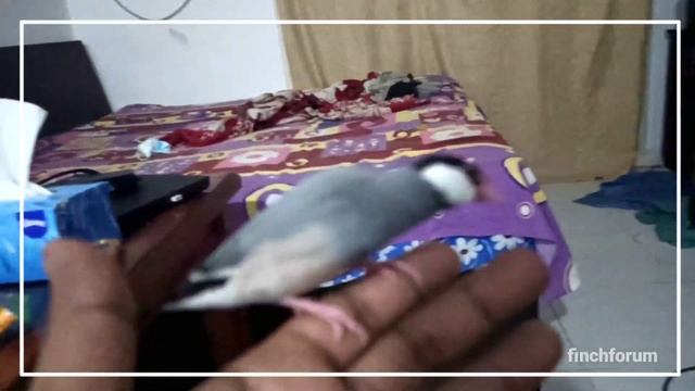 Java Finch bathing | Tamed java Finch | "Max" the tamed Java Sparrow | Java Bird bathing video смотреть онлайн