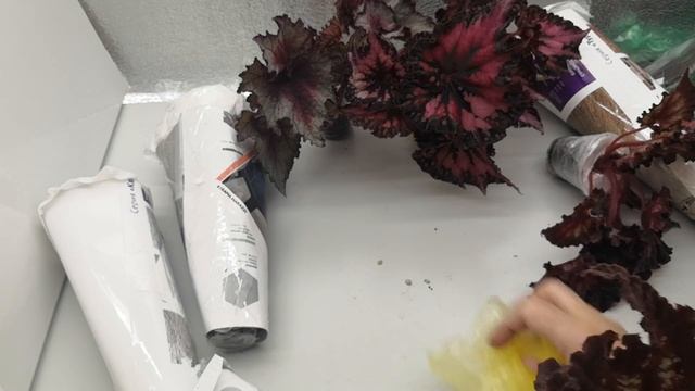 Супер-распаковка супер-бегоний☘️#бегонии #комнатныерастения #бегония #распаковкапосылок #распаковка смотреть онлайн