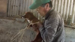 Собака плакала от горя, когда семья продала корову, c которой она выросла.