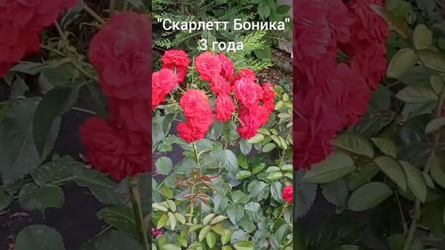 Кустовые розы. "Скарлетт Боника".                       Лето 2022.