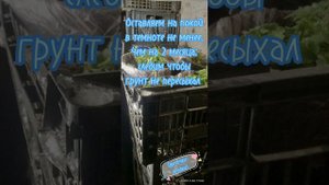 Зимовка хризантемы в подвале или погребе #хризантема #мультифлора #зимовка #кветкі #cvetochkiyagobk