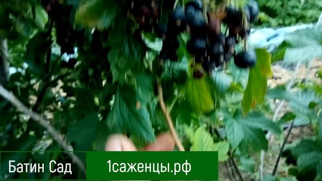 Черная смородина 6-12-221