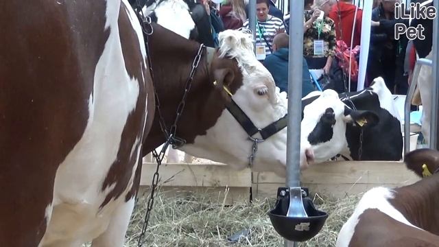 Уход за коровой монбельярд смотреть онлайн