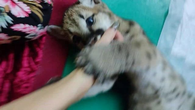 Малыш Пумы любит играть Парк Миниатюр смотреть онлайн