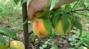 Степень зрелости персиков  среднего и среднепозднего  срока созревания.