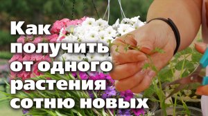 Размножение однолетников. Зеленое зимнее черенкование