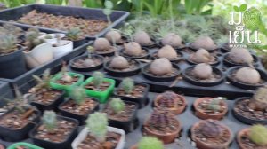 ต้นไม้จากชุมชนทุ่งกุลาร้องไห้ สุวรรณภุมิ ร้อยเอ็ด  ‘มือเย็นบอกพิกัด’ Plant Nursery from Suvarnabhum