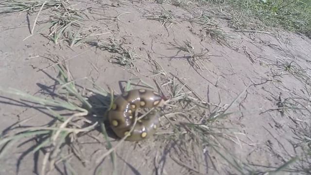 Хищные гусеницы в природе(predatory caterpillars in nature), видео rybachil.ru смотреть онлайн