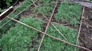 Результаты посадки семян кедра через два месяца