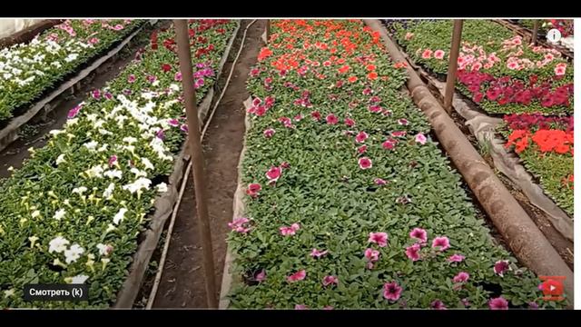 БОЮСЯ ТОРГУВАТИ КВІТАМИ... смотреть онлайн