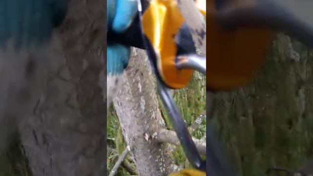 Арбористика лазание по деревьям