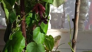 родохитон-комнатное растение. Сады на Среднем Урале.