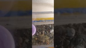 мухоловка ест паука ?