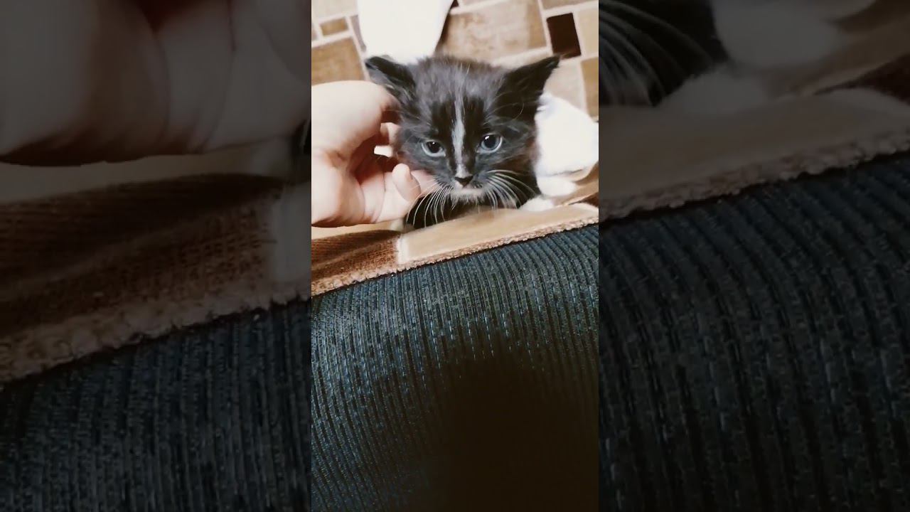 4 часть очень милый котик