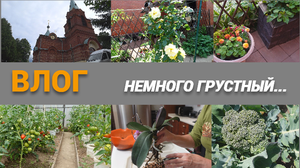 Похоронили соседку/Что с урожаем/ Мои томаты/Спасаю орхидеи/ВЛОГ