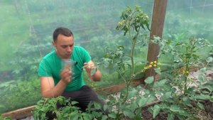 ПОЛНАЯ, ПОЭТАПНАЯ ИНСТРУКЦИЯ ПО ВЫРАЩИВАНИЮ ТОМАТОВ БЕЗ ХИМИИ