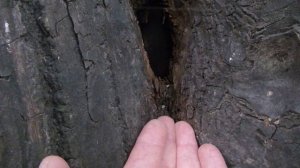 Показываю как меня укусили и другие ролики