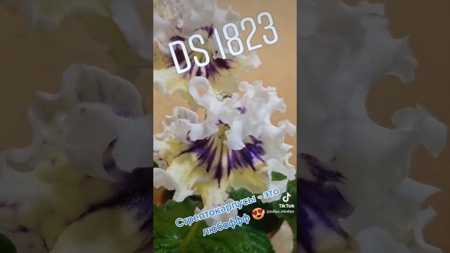 Стрептокарпус #ds1823. #осень2021 #цветывдоме #красота