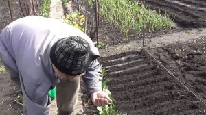 Как посеять редис. Редис на грядке.