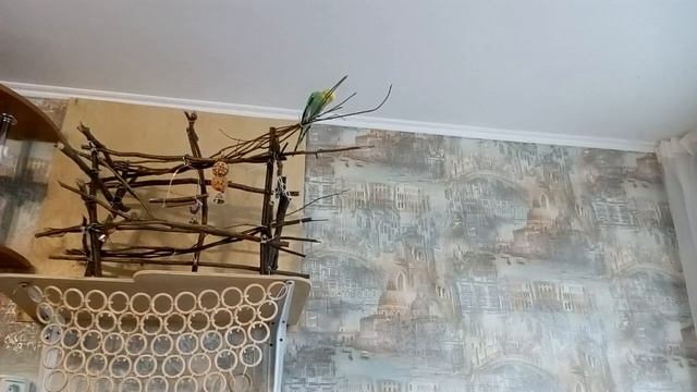 Реакция попугаев на новый стенд смотреть онлайн