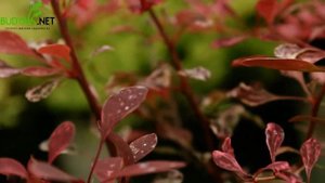 Випуск 61. Барбарис Тунберга Rose Glow