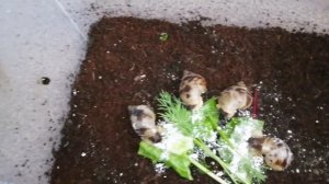 Кормление улиток ахатин// тигры, овумы, эгрегии и многие другие