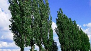 Зачем в СССР везде сажали тополя? Секрет раскрыт!