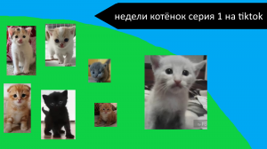 Недели котёнок серия 1 на tiktok