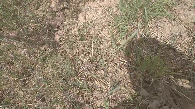 Чем бороться с оленкой мохнатой смотреть онлайн