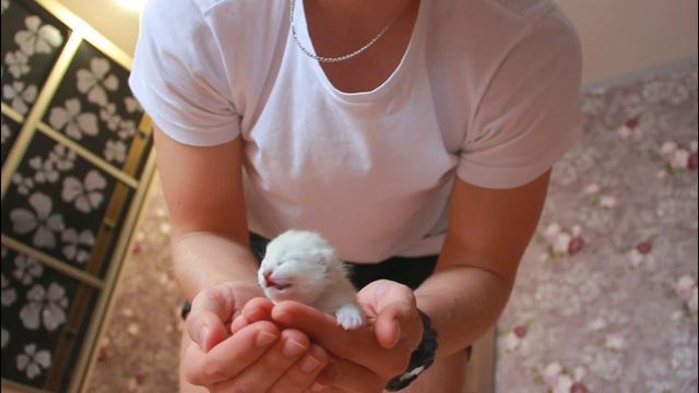 Родились котята в питомнике #Генодетки42 смотреть онлайн