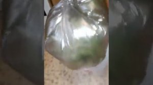 Перевозим рассаду на дачу. Томаты в пакете.