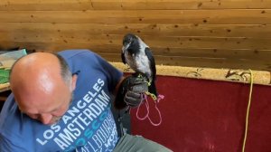 Ярцев выкармливает воронёнка. Слеток вороны