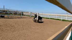 Страусиное спаривание. Ржачь. Прикол . Со страусами